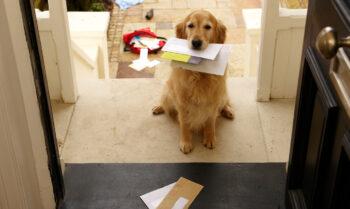 photo of a dog bringing in the mail in its mouth